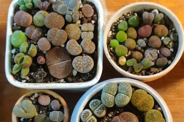 生石花的栽培方法，剪除不良的根茎再栽种可提高成活率