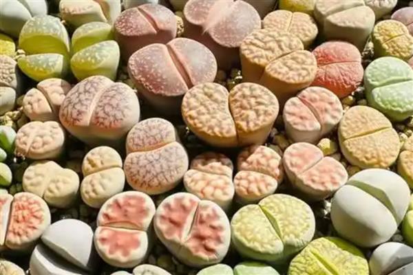 生石花的栽培方法，剪除不良的根茎再栽种可提高成活率