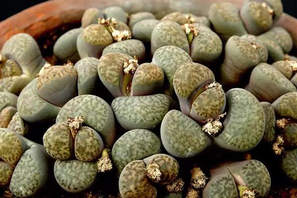 生石花的栽培方法，剪除不良的根茎再栽种可提高成活率