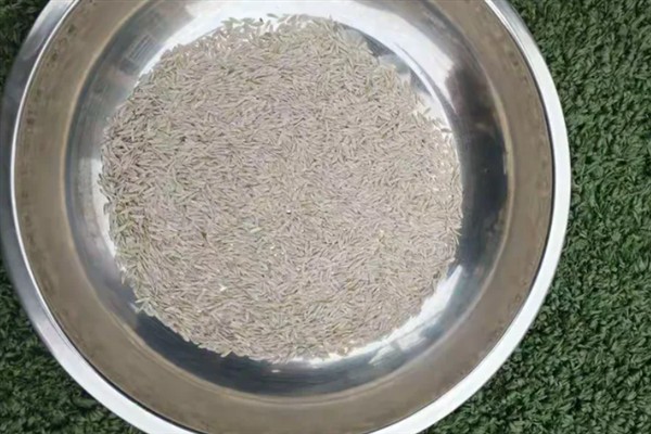 油麦菜怎么育苗，浸种催芽后撒播在苗床上