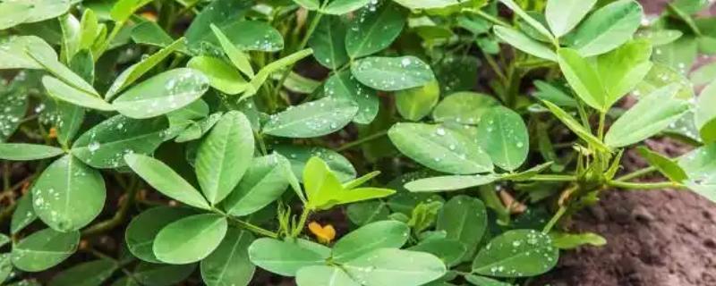 花生追肥用复合肥还是尿素，两种都可以