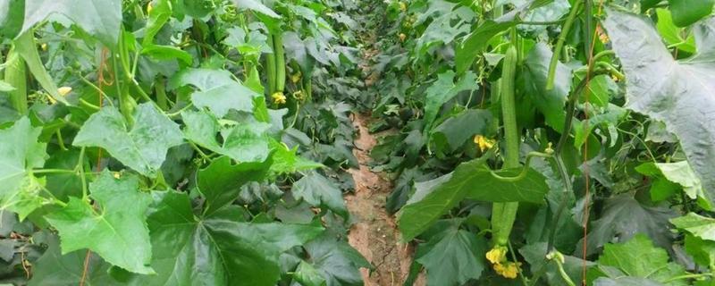 露天丝瓜的播种时间，4-7月份播种育苗可在夏季上市
