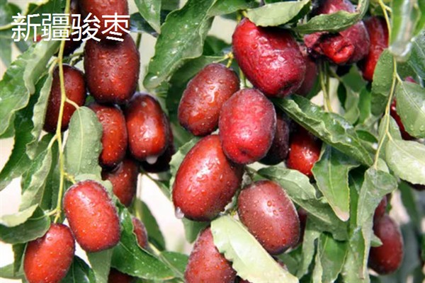 新疆骏枣好还是灰枣好，灰枣具有更优的品质