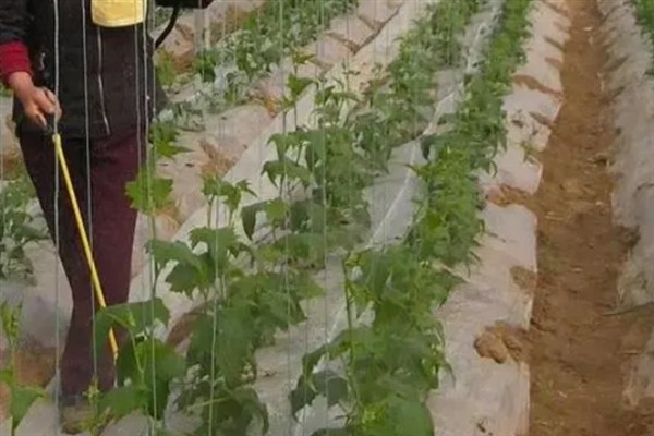露天丝瓜的播种时间，4-7月份播种育苗可在夏季上市