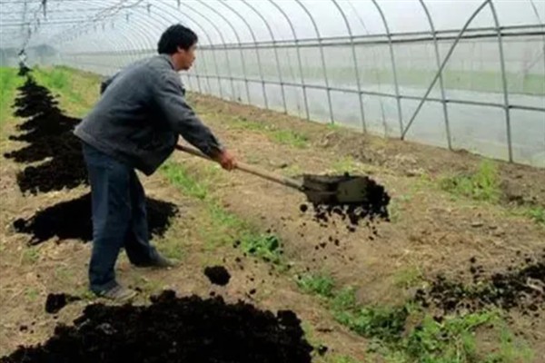 露天丝瓜的播种时间，4-7月份播种育苗可在夏季上市