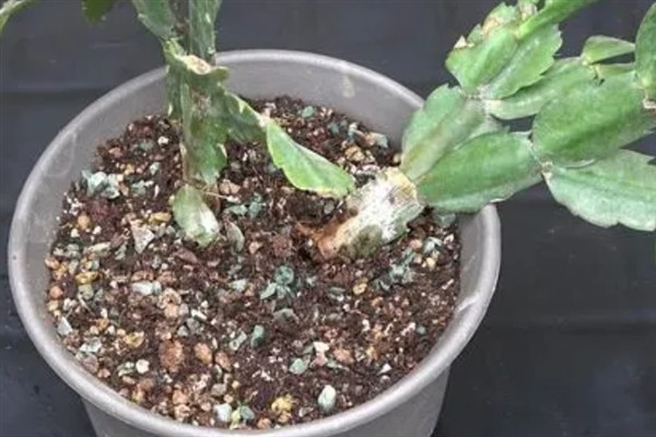 蟹爪兰受涝如何处理，剪除烂根经过消毒后再重新栽种