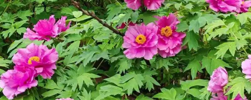 牡丹花有何特点，花色鲜艳但花期较短