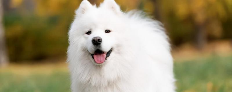 萨摩耶吃什么，蔬菜和肉都可以吃