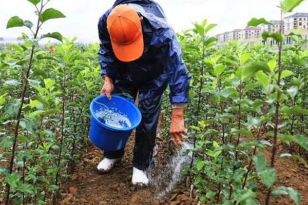 施肥过多为什么会引起烧苗，会导致作物根系的水分流向土壤
