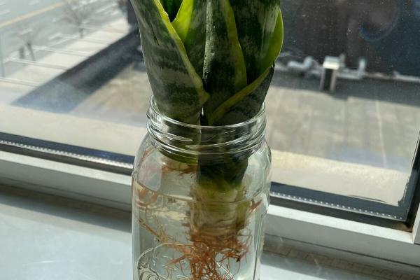 虎皮兰叶插水培方法，每隔3天左右换一次水