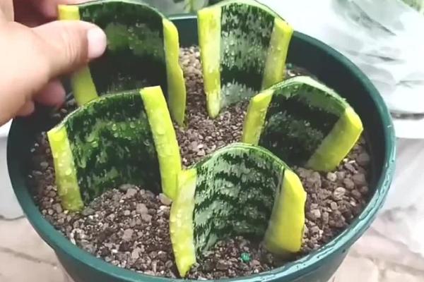 虎皮兰叶插水培方法，每隔3天左右换一次水