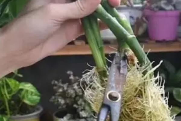 富贵竹发黄怎么处理，应放在光线明亮处养护