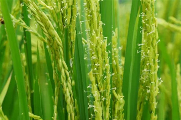 水稻禾谷类作物开花原理，由颖片内方基部的两枚浆片所操纵