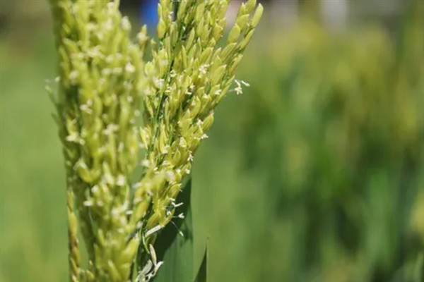 水稻禾谷类作物开花原理，由颖片内方基部的两枚浆片所操纵