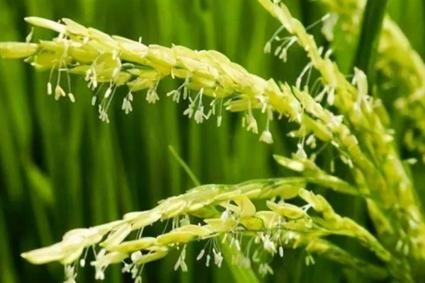 水稻禾谷类作物开花原理，由颖片内方基部的两枚浆片所操纵
