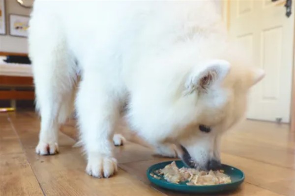 萨摩耶吃什么，蔬菜和肉都可以吃