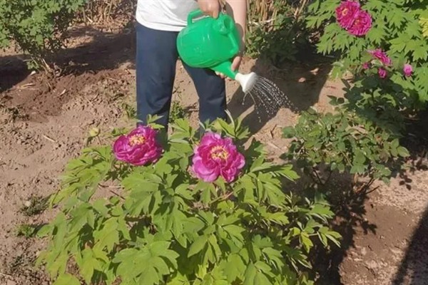 牡丹花有何特点，花色鲜艳但花期较短