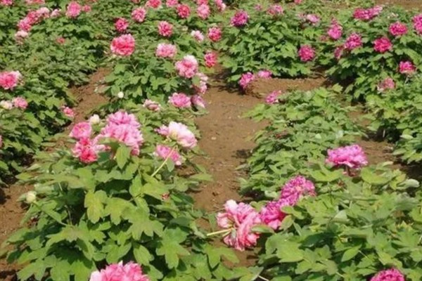 牡丹花有何特点，花色鲜艳但花期较短