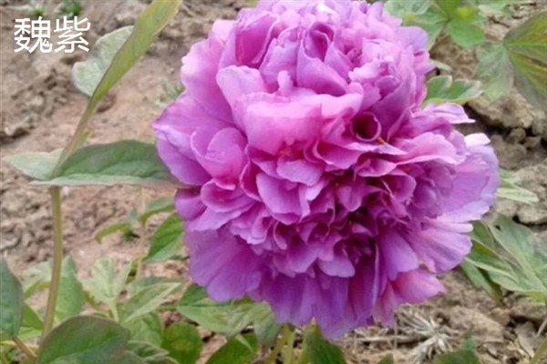 牡丹花有何特点，花色鲜艳但花期较短
