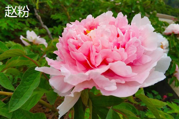 牡丹花有何特点，花色鲜艳但花期较短