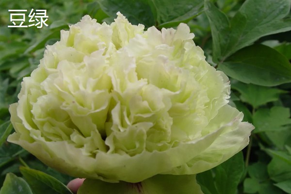 牡丹花有何特点，花色鲜艳但花期较短