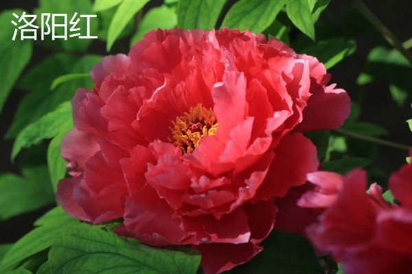 牡丹花有何特点，花色鲜艳但花期较短