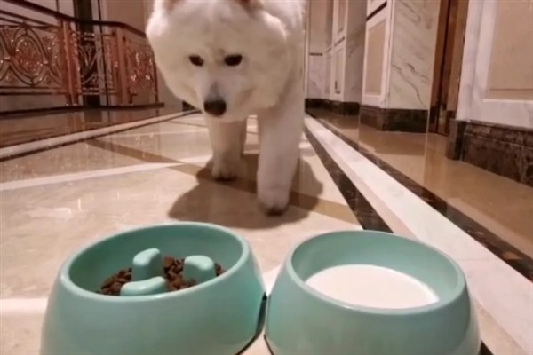 萨摩耶吃什么，蔬菜和肉都可以吃