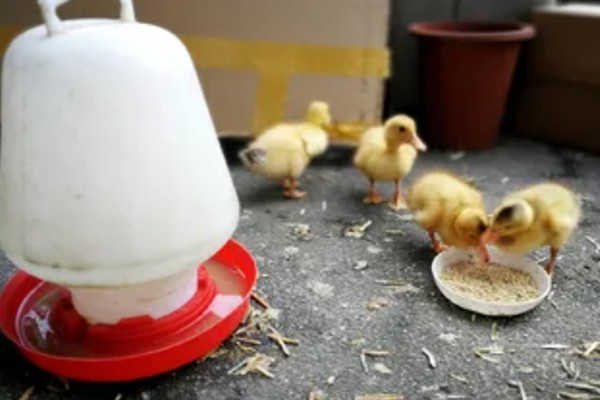 怎么养小鸭子，刚孵出的雏鸭要做好保温工作