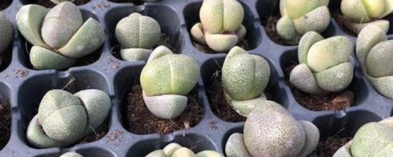 多肉帝玉的花语，寓意顽强、尊贵等