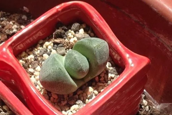 多肉帝玉的花语，寓意顽强、尊贵等