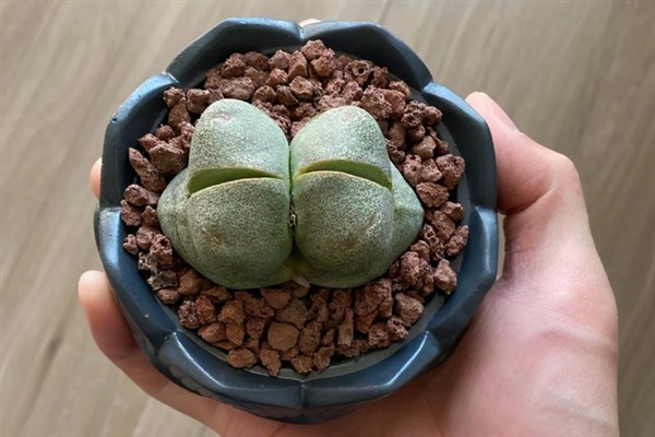 多肉帝玉的花语，寓意顽强、尊贵等