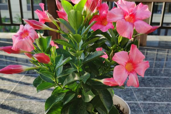 夏天怎么养飘香藤，每天需浇水1-2次