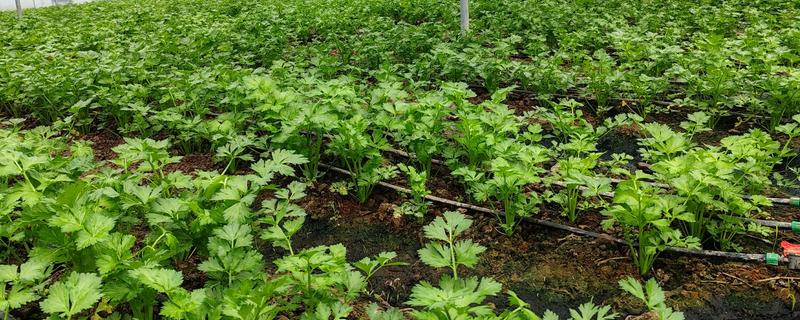 芹菜的适宜生长温度，是18-28°C左右