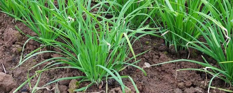 不用打理的蔬菜有哪些，有韭菜、豆角和大白菜等