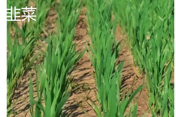 不用打理的蔬菜有哪些，有韭菜、豆角和大白菜等