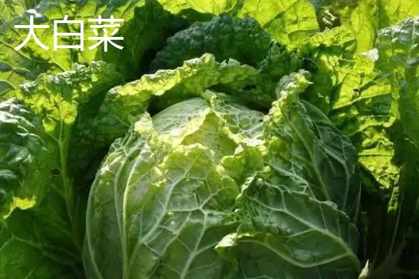 不用打理的蔬菜有哪些，有韭菜、豆角和大白菜等