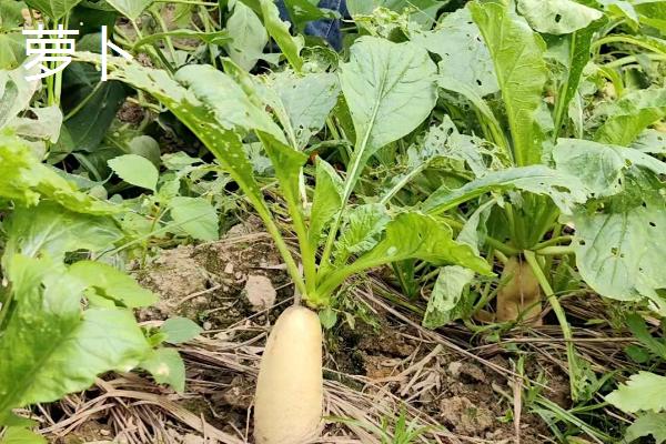 不用打理的蔬菜有哪些，有韭菜、豆角和大白菜等
