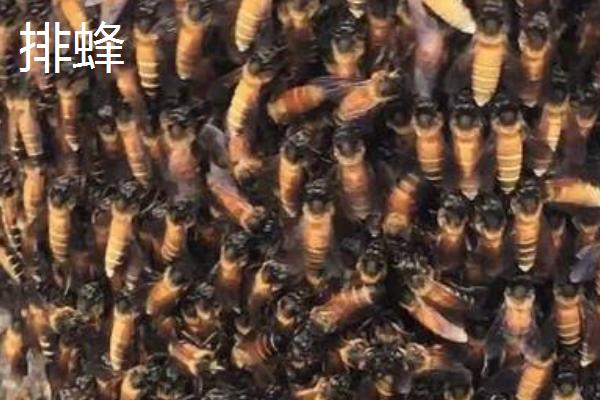 哪些蜂蜜的品质较好，百花蜜、槐花蜜等种类具有高品质