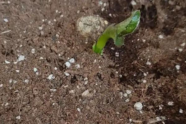大丽花种球的种植方法，一般在三到四月份进行