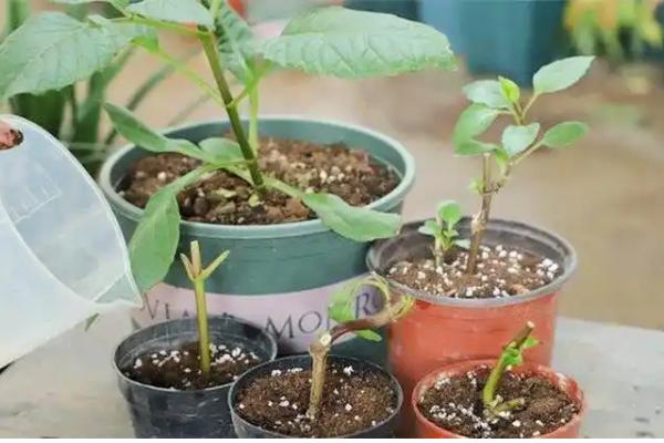 大丽花种球的种植方法，一般在三到四月份进行