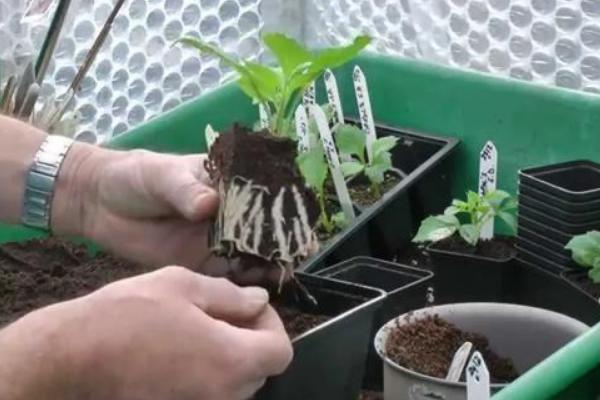 大丽花种球的种植方法，一般在三到四月份进行