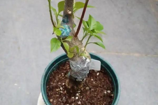 大丽花种球的种植方法，一般在三到四月份进行