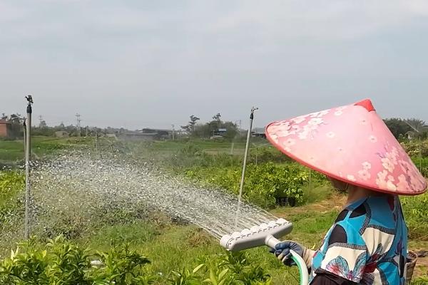 柿子树有什么害怕的东西，惧怕干旱、贫瘠、病虫和荫蔽