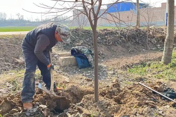 柿子树有什么害怕的东西，惧怕干旱、贫瘠、病虫和荫蔽