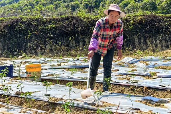 蔬菜适合使用尿素还是复合肥，尿素能起到促进生长发育的作用