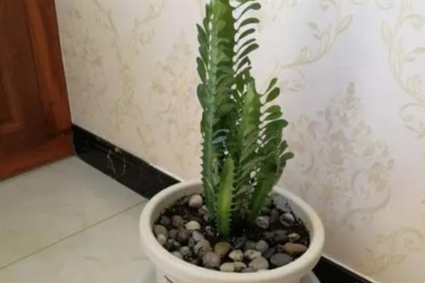 龙骨的汁液有没有毒，接触皮肤会产生不良反应