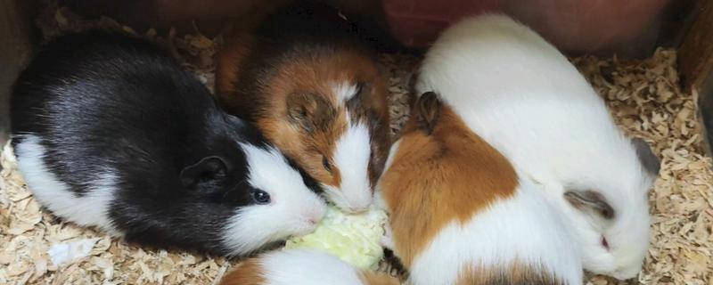 荷兰猪吃什么食物，吃苜蓿草、三叶草、苏丹草等