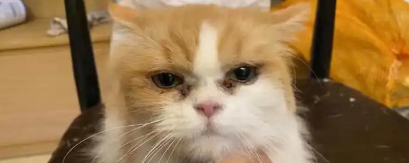 猫咪为什么流眼泪，可能是猫粮太咸太油、不适应环境等因素所致