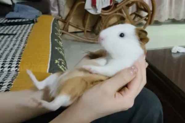 荷兰猪吃什么食物，吃苜蓿草、三叶草、苏丹草等