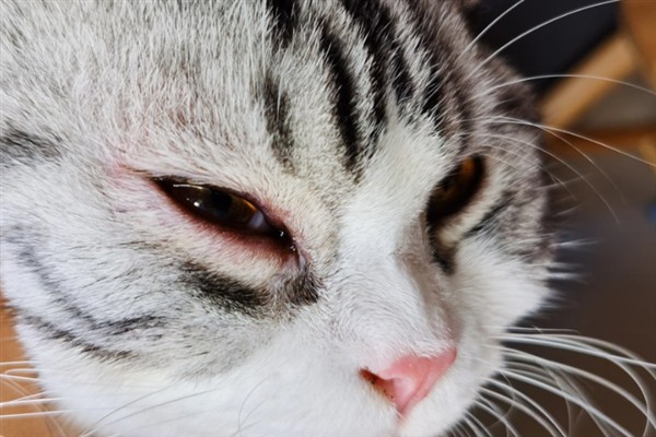 猫咪为什么流眼泪，可能是猫粮太咸太油、不适应环境等因素所致
